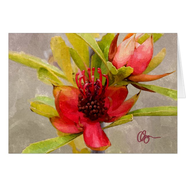 Amor del Protea (Anverso (Horizontal))