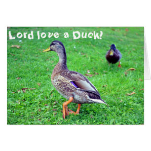 ¡Amor del señor un pato! Tarjeta