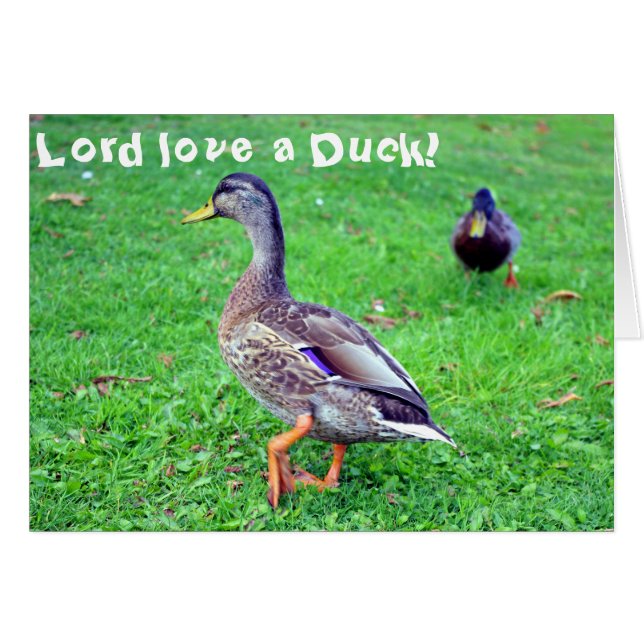 ¡Amor del señor un pato! Tarjeta (Anverso (Horizontal))