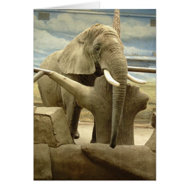 Amor elefante (Frente)