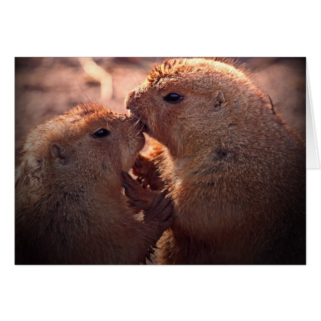 Amor en la pradera (Anverso (Horizontal))