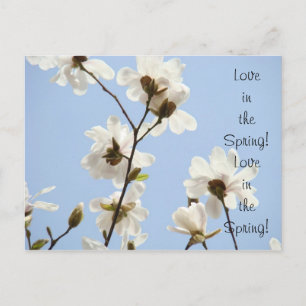 ¡Amor en la primavera! tarjeta postal Magnolias bl