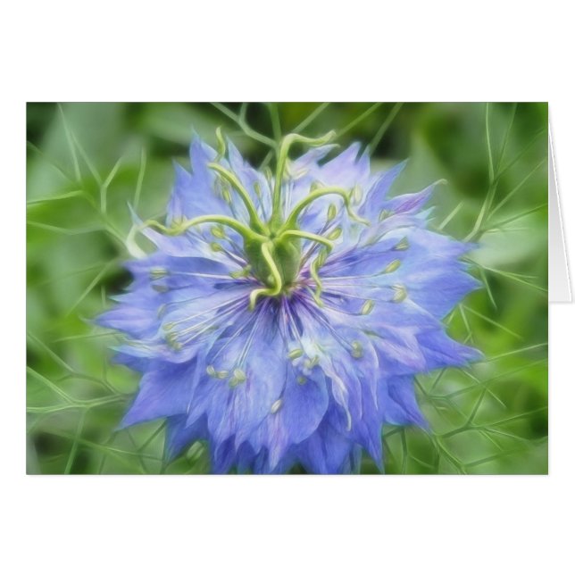 Amor en una niebla - Nigella Damascena (Anverso (Horizontal))