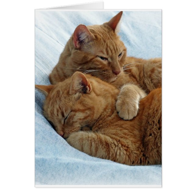 Amor hermano (Frente)