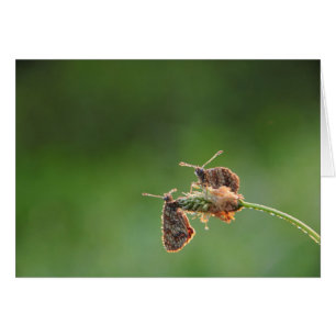 Amor matutino - pequeñas mariposas