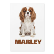 Amor Personalizado Nombre Amante Perros