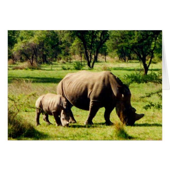 amor rhino (Anverso (Horizontal))