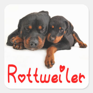 Amor Rottweiler Puppy Perro Pegatina / Sello