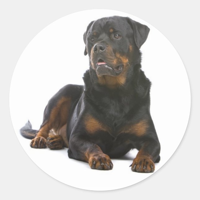 Amor Rottweiler Puppy Perro Pegatina / Sello (Anverso)