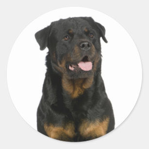 Amor Rottweiler Puppy Perro Pegatina / Sello