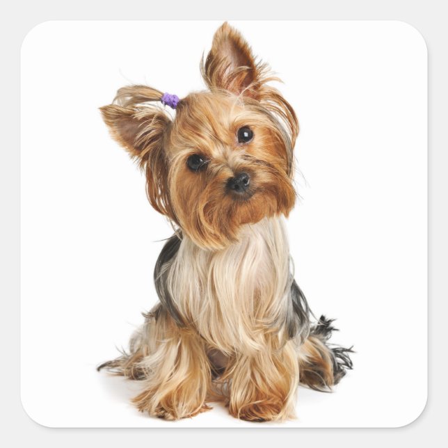 Amor Yorkshire Terrier Puppy Dog Pegatina / Sedas (Anverso)