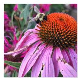 Ampliación de foto de abeja y equinácea