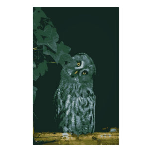 Ampliación de Foto de Búho Gris Grande