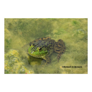 Ampliación de foto de cerca de rana toro verde