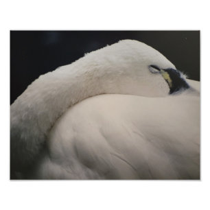 Ampliación de foto de cisne de la tundra durmiendo