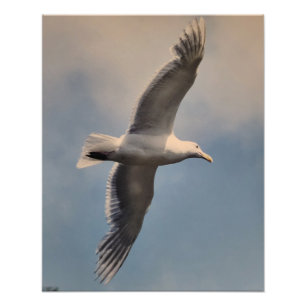 Ampliación de foto de gaviota volando