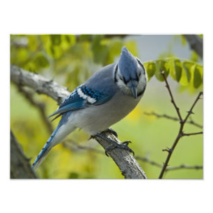 Ampliación de foto de Jay Azul