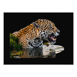 Ampliación de foto de majestuoso leopardo salvaje