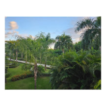 ampliación de foto de palmera