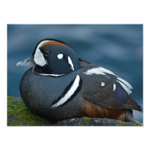 Ampliación de foto de pato arlequín