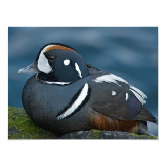 Ampliación de foto de pato arlequín