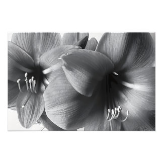 Ampliación de Foto Impresa de Dos Flores de Amaril