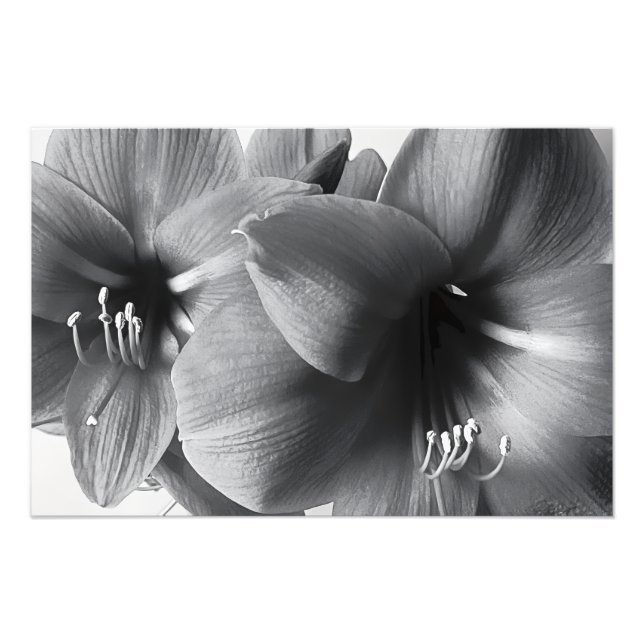 Ampliación de Foto Impresa de Dos Flores de Amaril (Frente)
