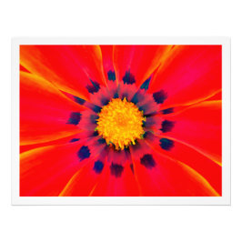 Ampliación de la foto