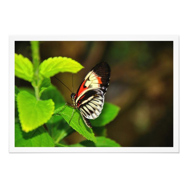 Ampliación de la foto (Frente)