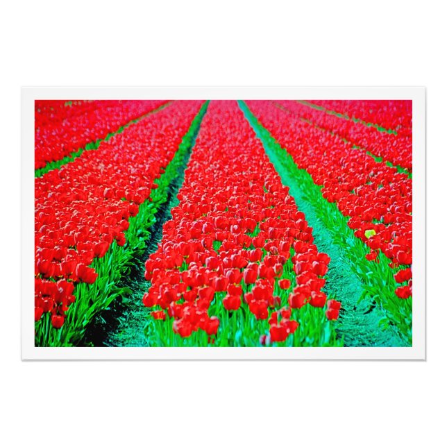 Ampliación de la foto (Frente)