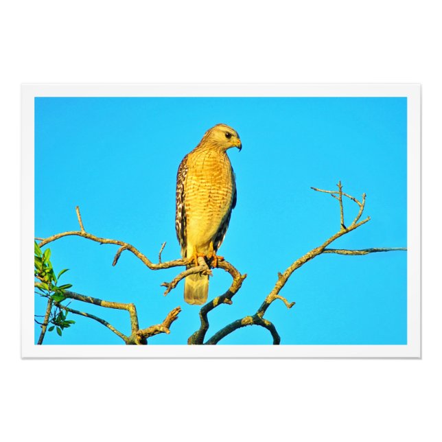 Ampliación de la foto (Frente)