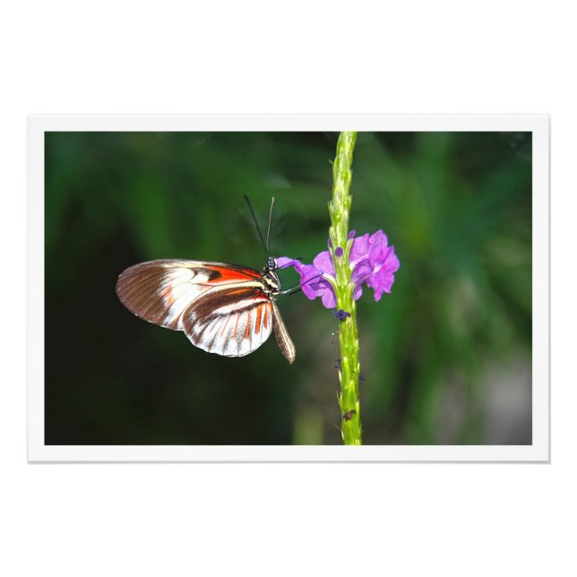 Ampliación de la foto (Frente)