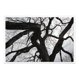 Ampliación de la foto