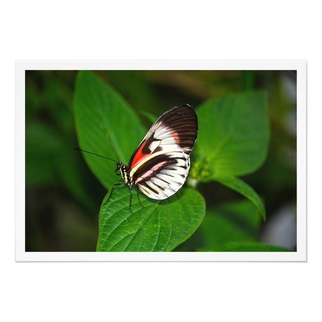 Ampliación de la foto (Frente)