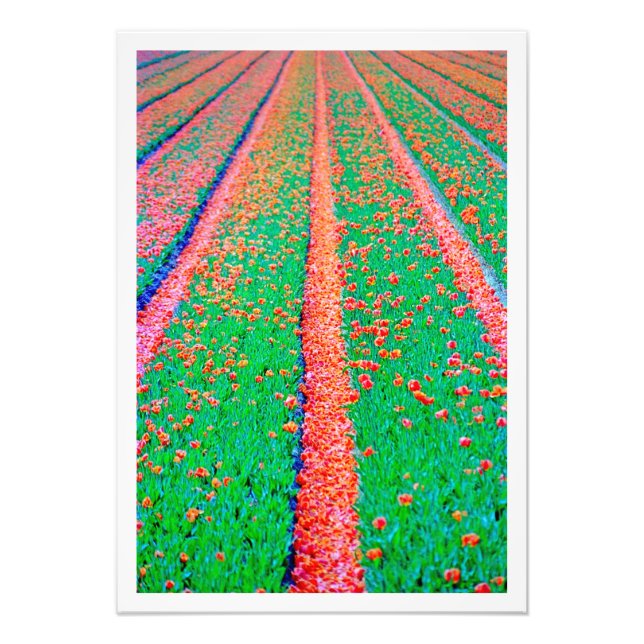 Ampliación de la foto (Frente)