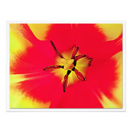 Ampliación de la foto