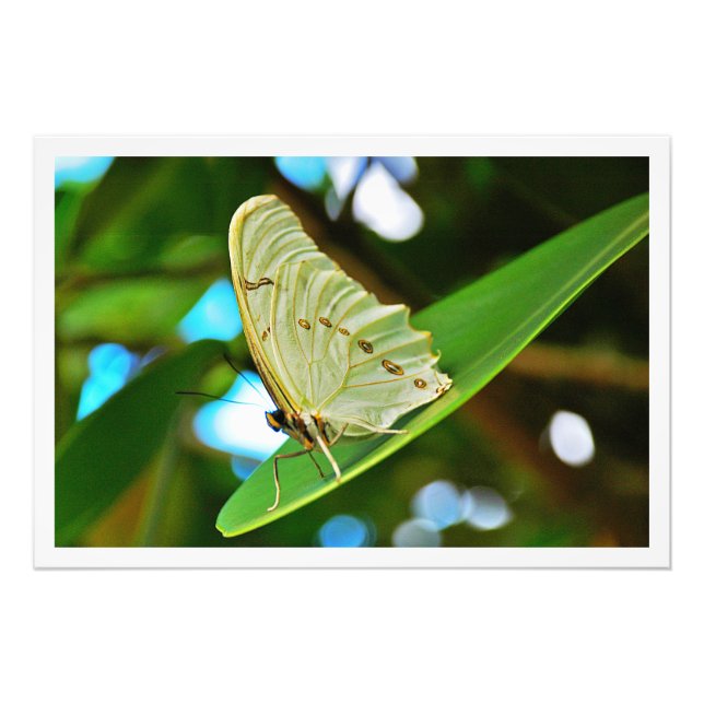 Ampliación de la foto (Frente)