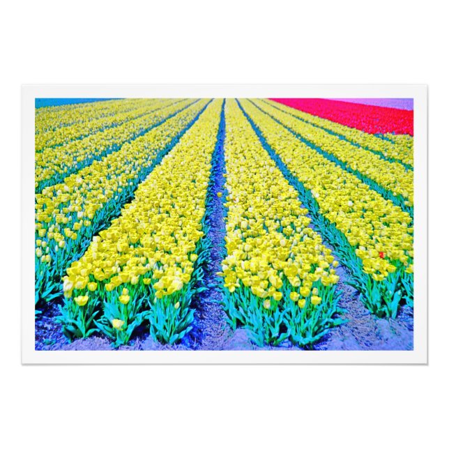 Ampliación de la foto (Frente)