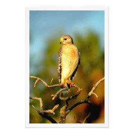 Ampliación de la foto