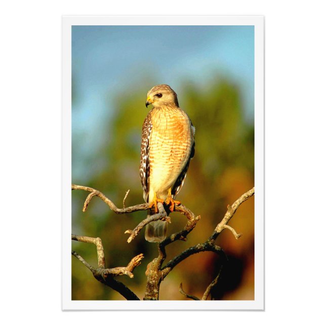 Ampliación de la foto (Frente)