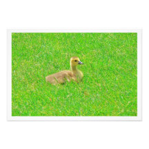 Ampliación de la foto