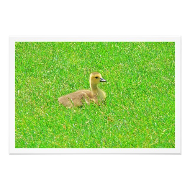 Ampliación de la foto (Frente)