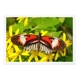 Ampliación de la foto