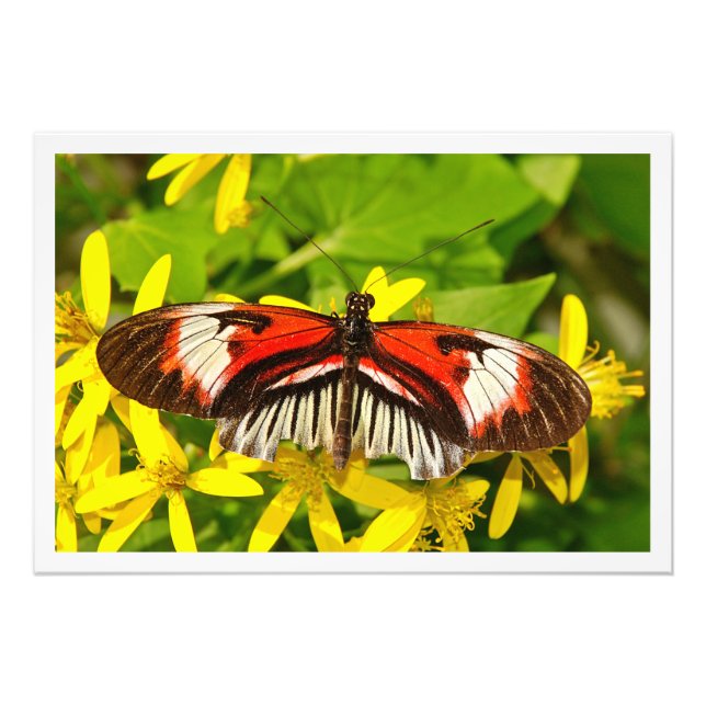 Ampliación de la foto (Frente)