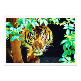 Ampliación de la foto