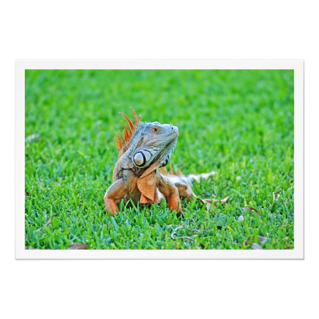 Ampliación de la foto (Frente)