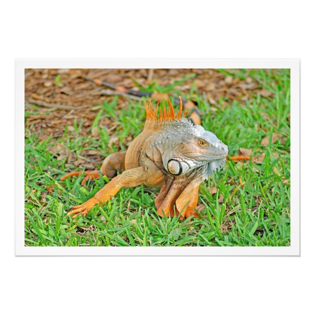 Ampliación de la foto (Frente)