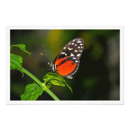 Ampliación de la foto