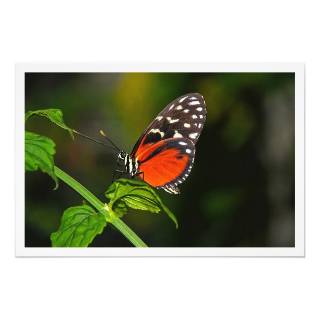 Ampliación de la foto (Frente)