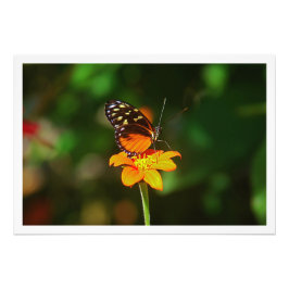 Ampliación de la foto